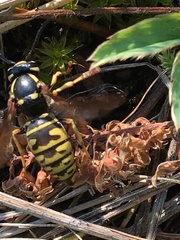 Vespula infernalis