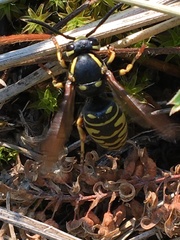 Vespula infernalis
