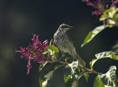 Territornis reticulata