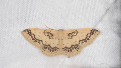 Idaea pseliota