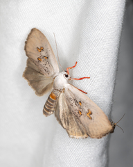 Brachybelistis neomorpha