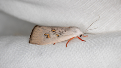 Brachybelistis neomorpha