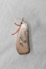 Brachybelistis neomorpha