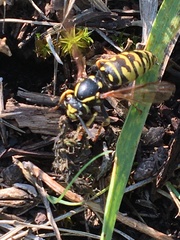 Vespula infernalis