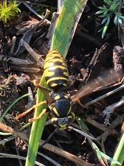 Vespula infernalis