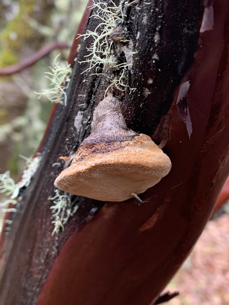 Phellinus