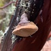 Phellinus - Photo (c) meiline, some rights reserved (CC BY-NC)