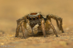 Stenaelurillus guttiger