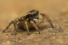 Stenaelurillus guttiger