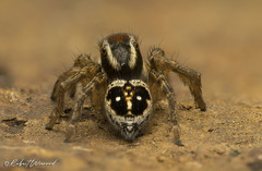 Stenaelurillus guttiger