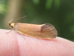 Delexocha ochrocausta