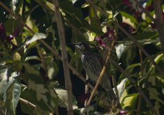 Territornis reticulata