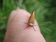 Delexocha ochrocausta