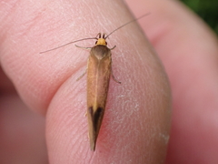 Delexocha ochrocausta