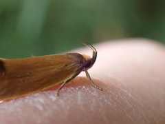 Delexocha ochrocausta