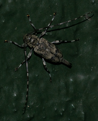 Graphisurus despectus