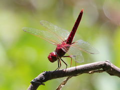 Urothemis aliena