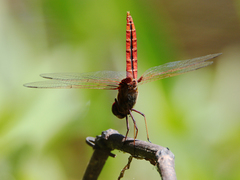 Urothemis aliena