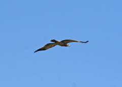 Aquila heliaca