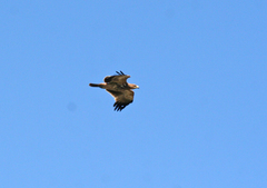 Aquila heliaca