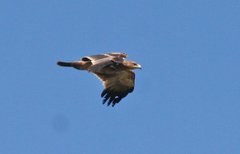 Aquila heliaca