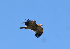 Aquila heliaca