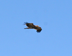 Aquila heliaca