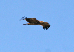 Aquila heliaca