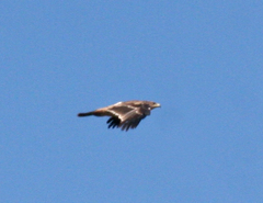 Aquila heliaca