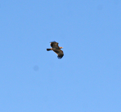 Aquila heliaca