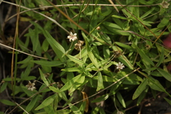 Moehringia umbrosa