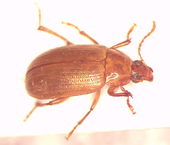Scaletomerus