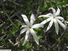 Jasminum greveanum