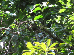 Phylloscopus proregulus