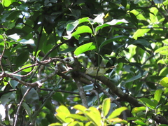 Phylloscopus proregulus