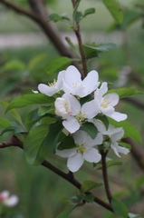 Crataegus marshallii