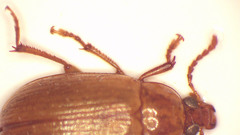Scaletomerus