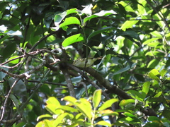 Phylloscopus proregulus