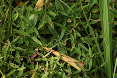 Moehringia umbrosa