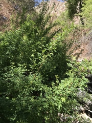 Rosa woodsii gratissima