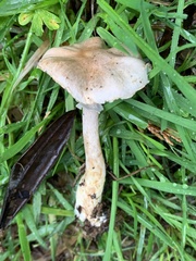 Agaricus micromegethus