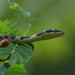 Golden Tree Snake - Photo (c) acharya_mr, some rights reserved (CC BY-NC)