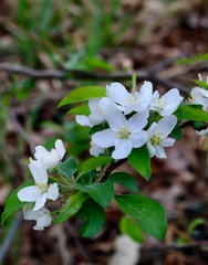 Crataegus marshallii