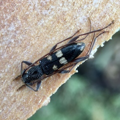 Coleocoptus senio