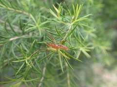Cheiracanthium gracile