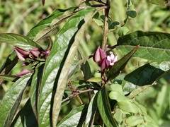 Clerodendrum fortunatum