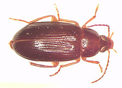 Scaletomerus