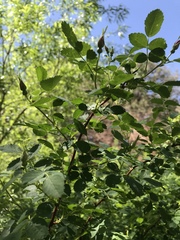 Rosa woodsii gratissima