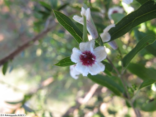 Grandidier's Sewervine