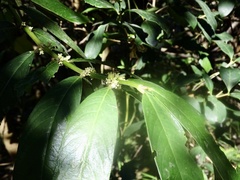 Lasianthus chinensis